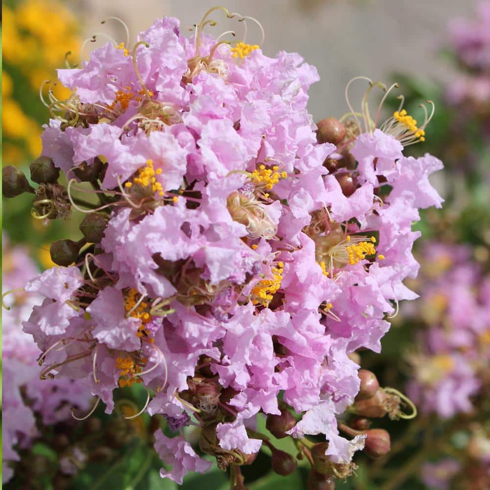 1 Gal. Lavender Muskogee Crape Myrtle Tree