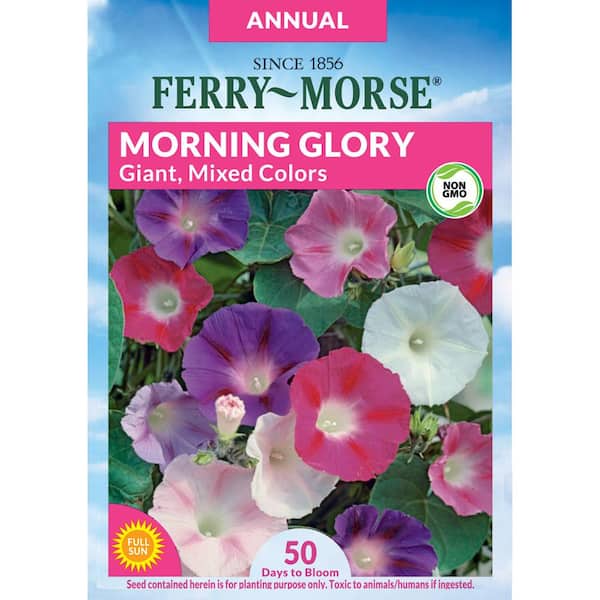 Ferry-Morse Morning Glory Giant Mixed Colors Flower Seed