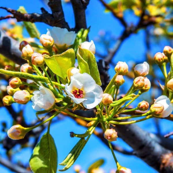 7 Gal. Orient Pear Tree