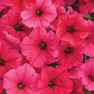 4.25 in. Grande Supertunia Vista Paradise (Petunia) Annual Live Plant with Bright Watermelon Pink Flowers (4-Pack)