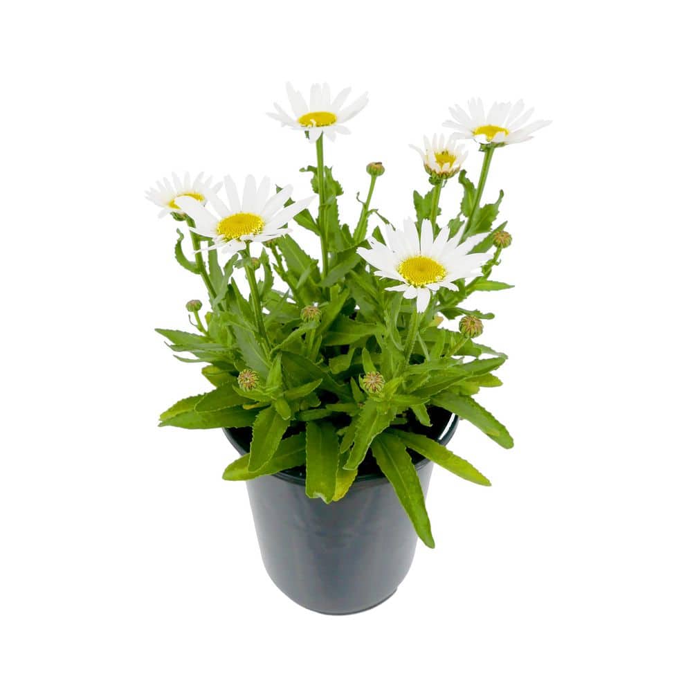1.5 GL Leucanthemum Sweet Daisy Birdy Perennial Plant with White Flowers-1 