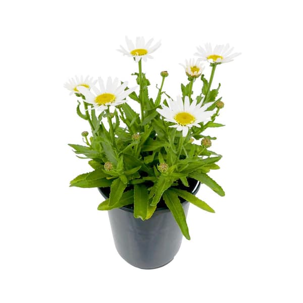 Unbranded 1.5 GL Leucanthemum Sweet Daisy Birdy Perennial Plant with White Flowers-1 Pack