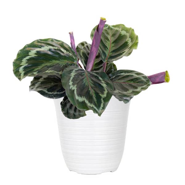 Calathea Medallion Plant in 6 in. White Decor Pot
