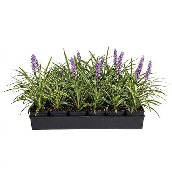 Variegated Liriope - Variegated Liriope Ground Cover - 18 Pack 3" Pots