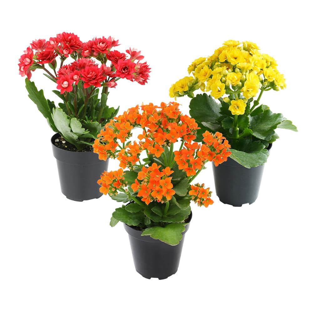 Assorted Color Kalanchoe Succulent Plants in Black Pots, 3-Pack