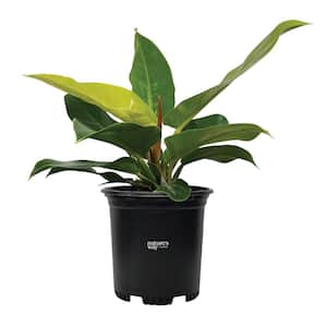 philodendron Moonlight Live Outdoor Plant in Growers Pot Avg Shipping Height 1 ft. to 2 ft. Tall