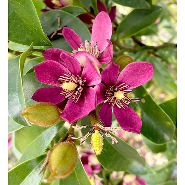 2 Gal. Stellar Ruby Magnolia Shrub (Banana Shrub), Live Evergreen Shrub, Pink Fragrant Flowers