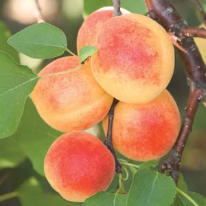 Sugar Pearls Standard Apricot Potted Fruit Tree (1-Pack)