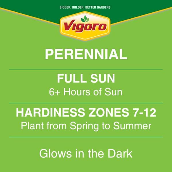 2.5 qt. Petunia Firefly Perennial Plant with White Luminescent Flowers (1-Pack)