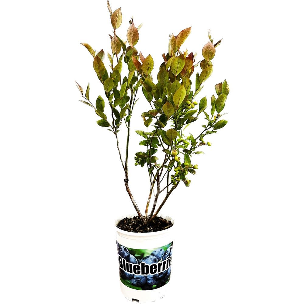 2.5 Qt. Duke Blueberry Live Plant with Large, Crisp Berries