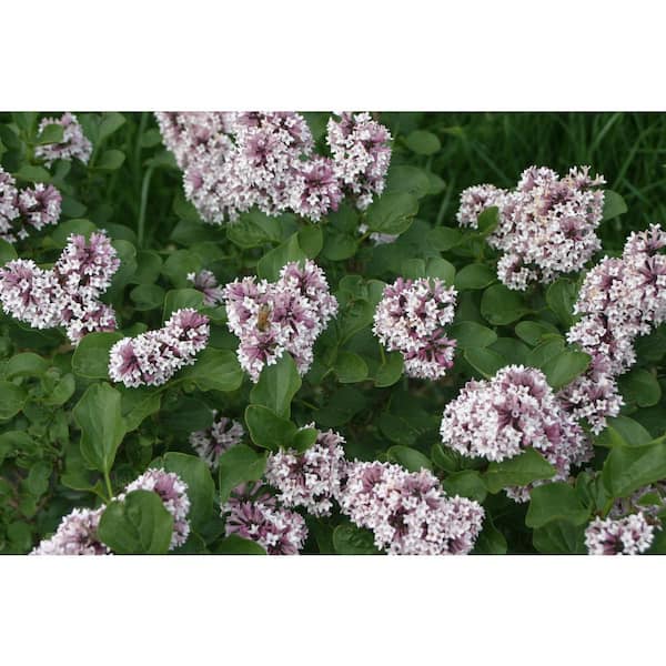 4.5 in. Qt. Baby Kim Lilac (Syringa) Live Plant, Purple Flowers