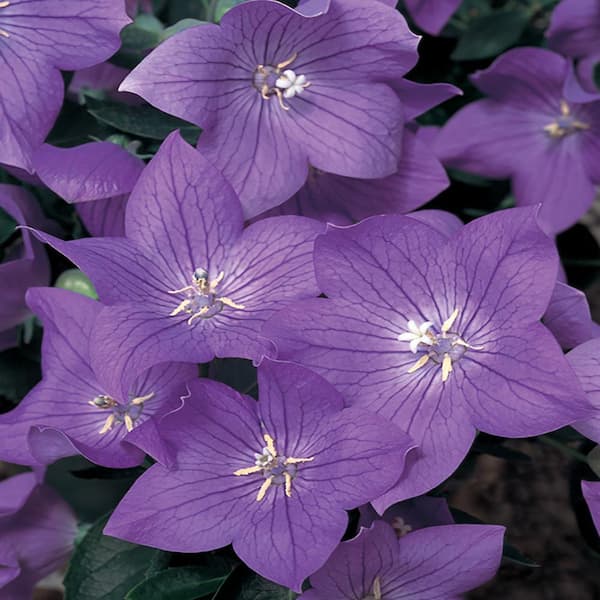 METROLINA GREENHOUSES 2.5 Qt. Twinkle Blue Balloon Flower Plant