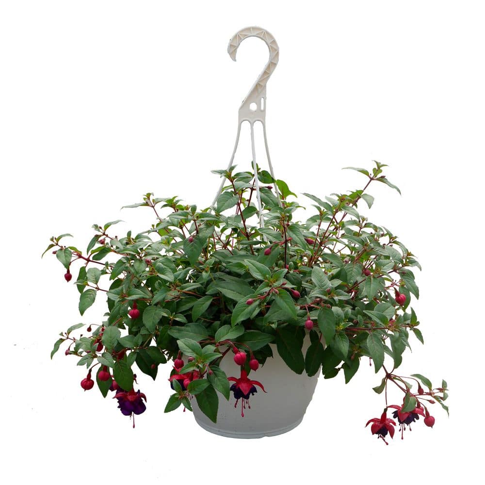 2.0 GL Hanging Basket Fuchsia Dollar Princess Annual Plant with