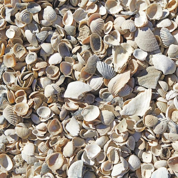 Oyster Shells for Landscaping min 5lbs Medium Flat Rate Box Aquariums 