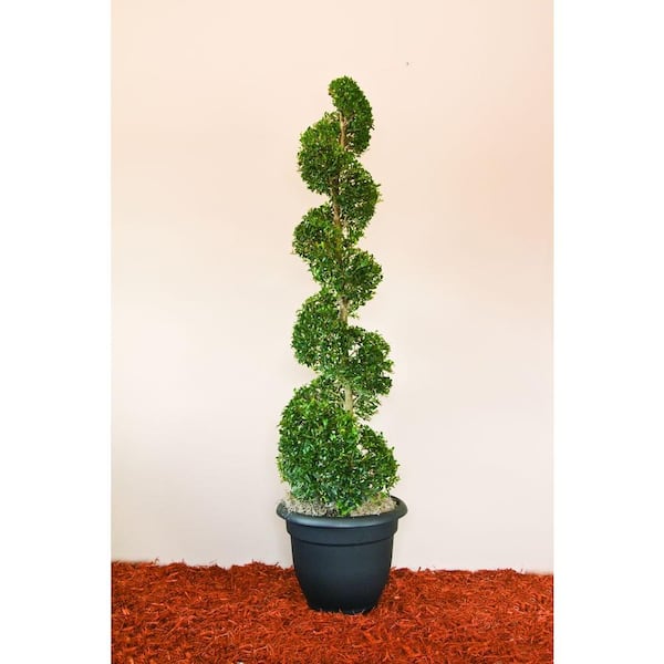 Unbranded 22.7 l Lg Eugenia Shrub Globulus Spiral