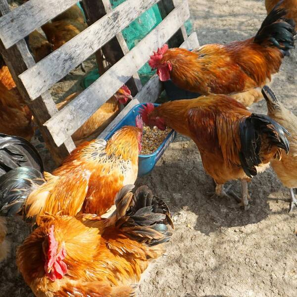 Chicken Feeder Waterer, Hanging Or Screw-in Fence Feeder With Clips, 5 Quart Goat Feeder Supplies, Duck Piglet Sheeple Coop Dog Livestock Poultry Plastic Feeder Trough Bucket, Black