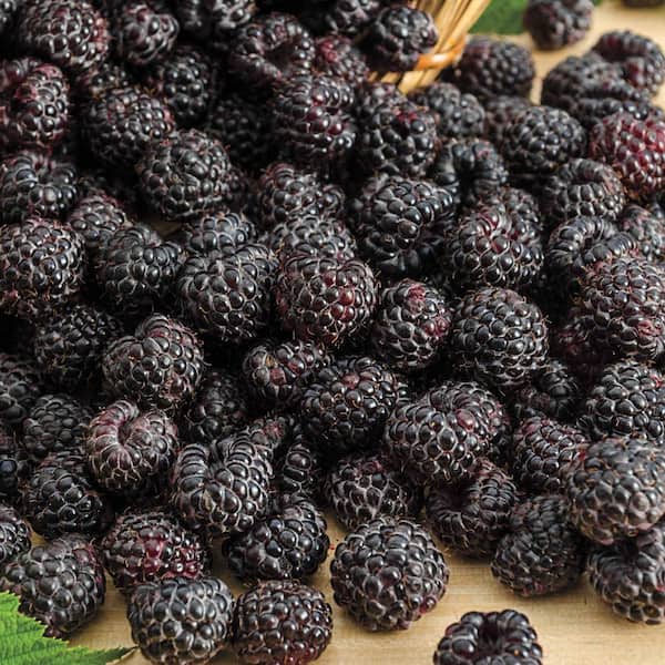 Gurney's Sweet Repeat Black Raspberry Rubus Live Bareroot Fruting Plant (1-Pack)