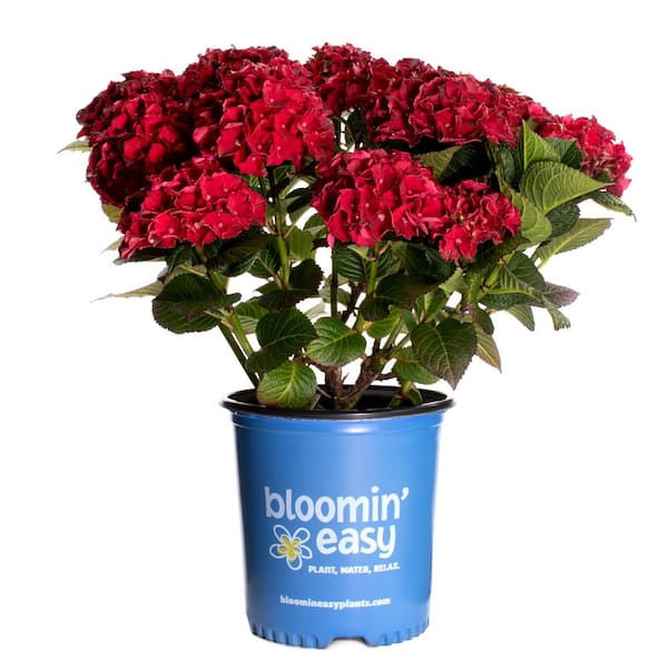 BLOOMIN' EASY 2 Gal. Cherry-Go-Round Reblooming Hydrangea (Macrophylla) Live Shrub, Cherry Red Flowers