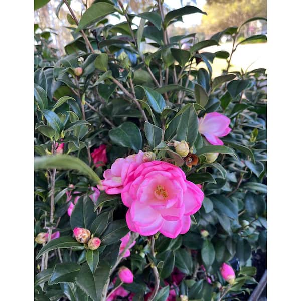 camellia pink OnlinePlantCenter 3 gal. Taylor's Perfection Japanese Camellia