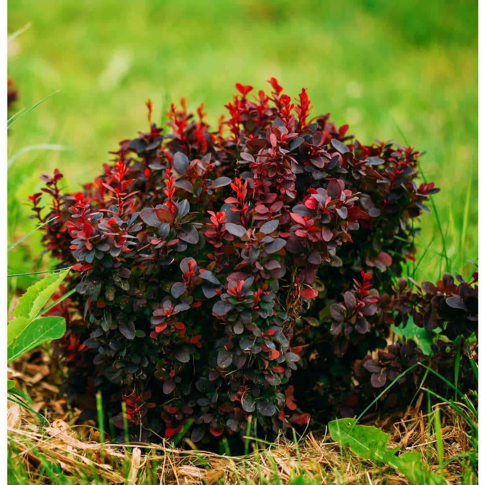 Online Orchards 1 Gal Royal Burgundy Compact Barberry Shrub With Richly Colored Foliage And