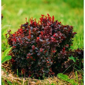 1 Gal. Royal Burgundy Compact Barberry Shrub with Richly Colored Foliage and Little Maintenance Required