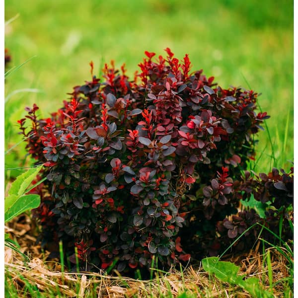 Online Orchards 1 Gal. Royal Burgundy Compact Barberry Shrub with Richly Colored Foliage and Little Maintenance Required