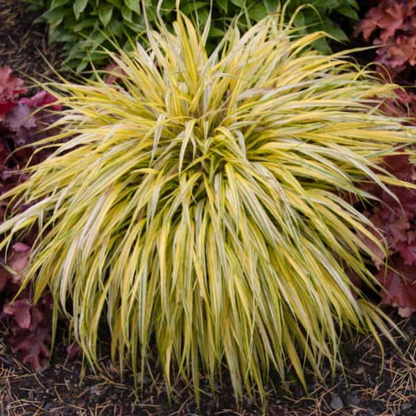 Spring Hill Nurseries Gold Japanese Forest Grass (Hakonechloa) Dormant Bare Root Perennial Plant (1-Pack)