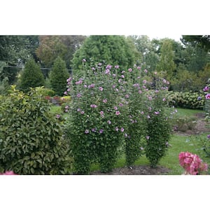 4.5 in. Qt. Purple Pillar Rose of Sharon (Hibiscus) Live Shrub, Purple Flowers