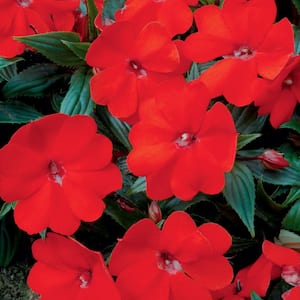 1 Qt. Compact Electric Orange SunPatiens Impatiens Outdoor Annual Plant with Orange Flowers
