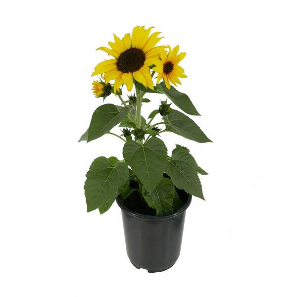 2.5 qt. Sunflower SunBuzz Annual Plant with Yellow Flowers - (2-Pack) 1632  - The Home Depot