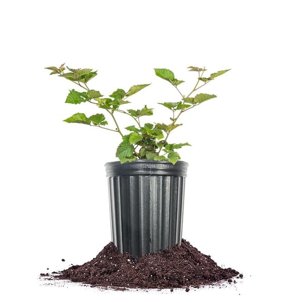 Perfect Plants Chester Blackberry in 1 Gal. Growers Pot, Blackberry Shrub