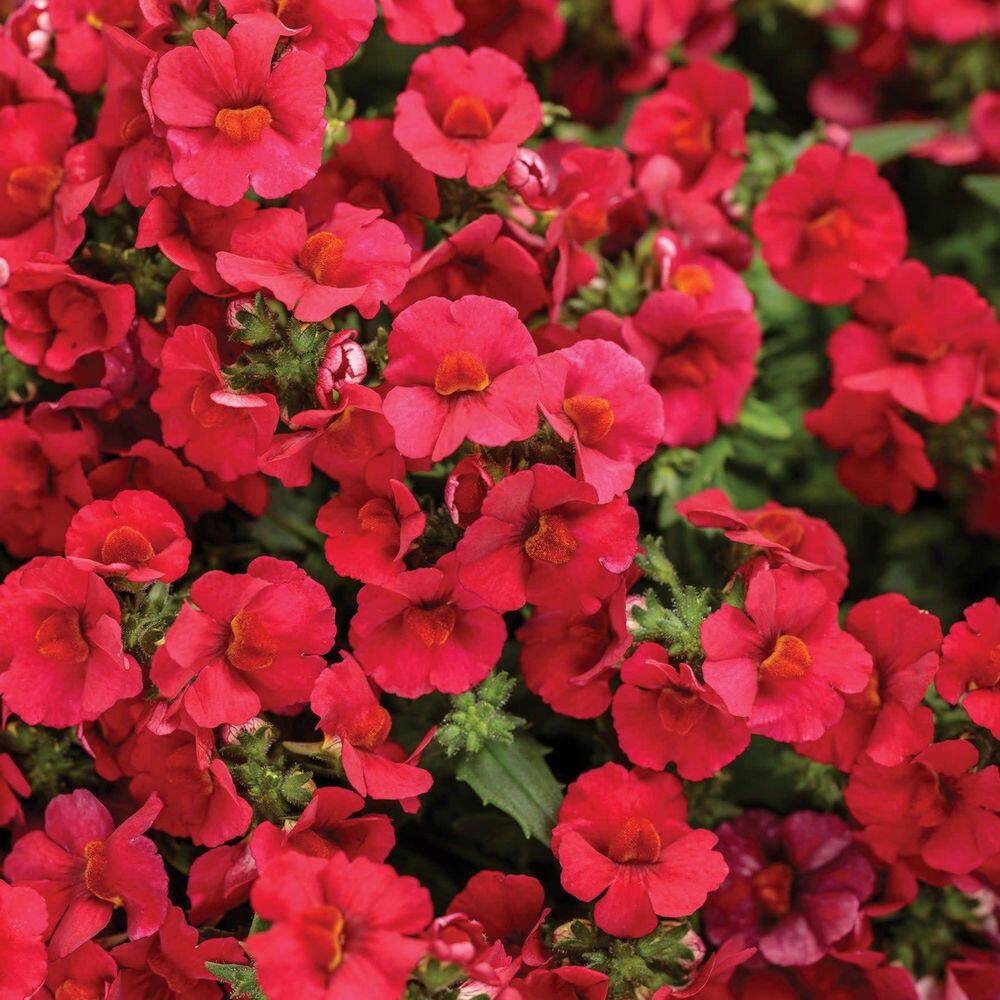 4.25 in. Eco+ Grande Sunsatia Cranberry Red Nemesia (Hybrid) Live Annual Plant with Red Flowers 4-Pack price history on PriceWatchPro