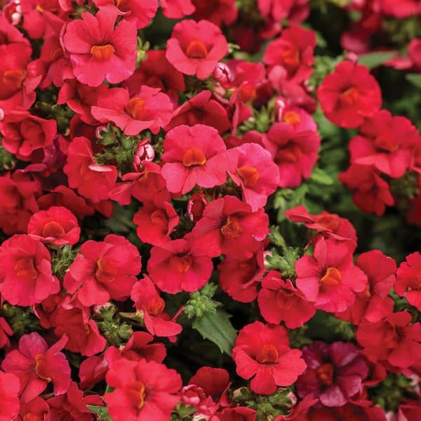 Proven Winners 4.25 in. Eco+ Grande Sunsatia Cranberry Red Nemesia (Hybrid) Live Annual Plant with Red Flowers 4-Pack