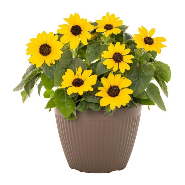 Vigoro 2 Gal. Sunflower Sunfinity Yellow in Decorative Planter