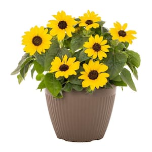 2 Gal. Sunflower Sunfinity Yellow in Decorative Planter Annual Plant (1-Pack)