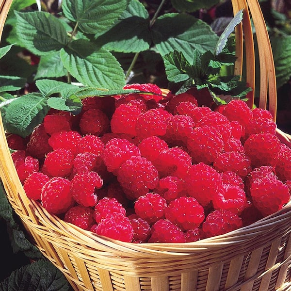 Gurney's 1.50 Gal. Pot, Latham Raspberry Bush, Live Deciduous Fruit Bearing Plant (1-Pack)