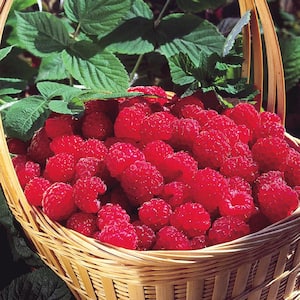 1.50 Gal. Pot, Latham Raspberry Bush, Live Deciduous Fruit Bearing Plant (1-Pack)