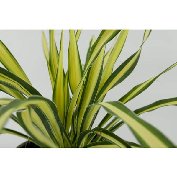 2.5 qt. Yucca Variegated Perennial (4-Pack)