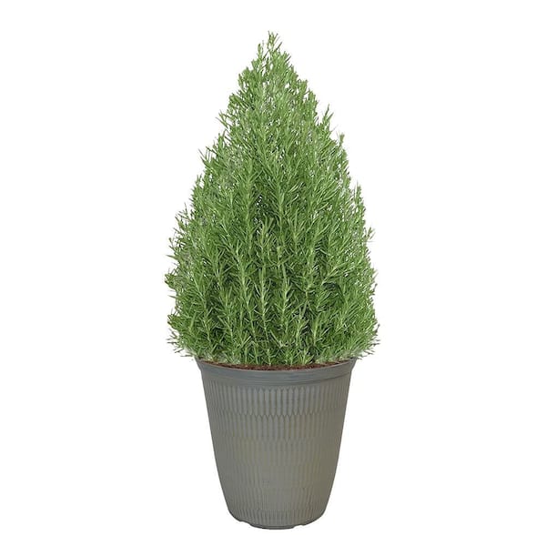 1 Gal. Rosemary Evergreen Holiday Plant in Decorative White Pot with Pale Blue to White Flowers