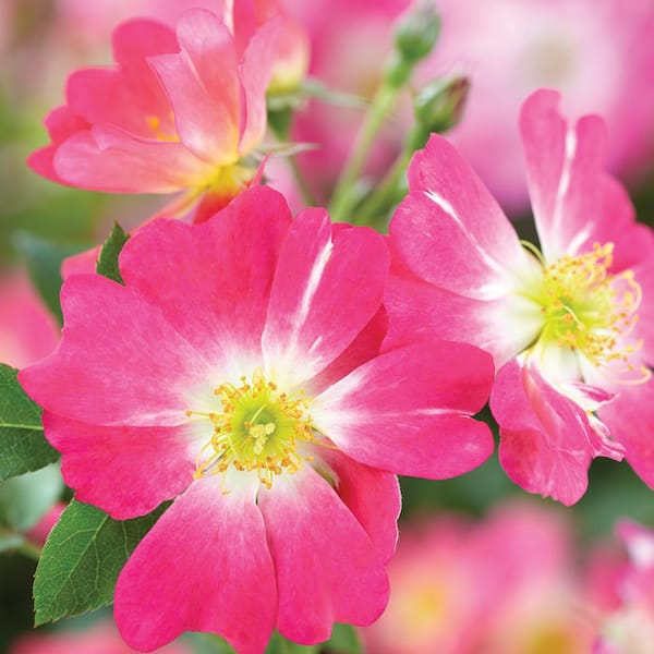 Drift 1 Gal. Pink Drift Live Rose Bush with Pink Flowers