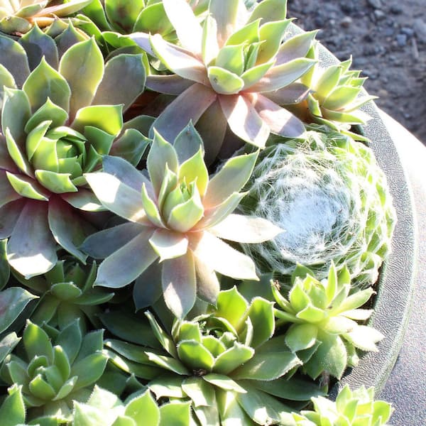 SMART PLANET 8 in. Sempervivum Bowl