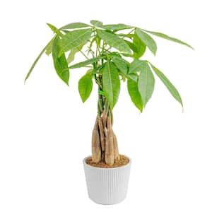 5 in. Money Tree Braid Plant in White Decor Pot