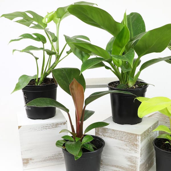 Clean Air Philodendron Plant (3-Pack), Easy Live Indoor Plants, Approx. 9 in. Tall, Real Houseplants, 4.25 in. Pots