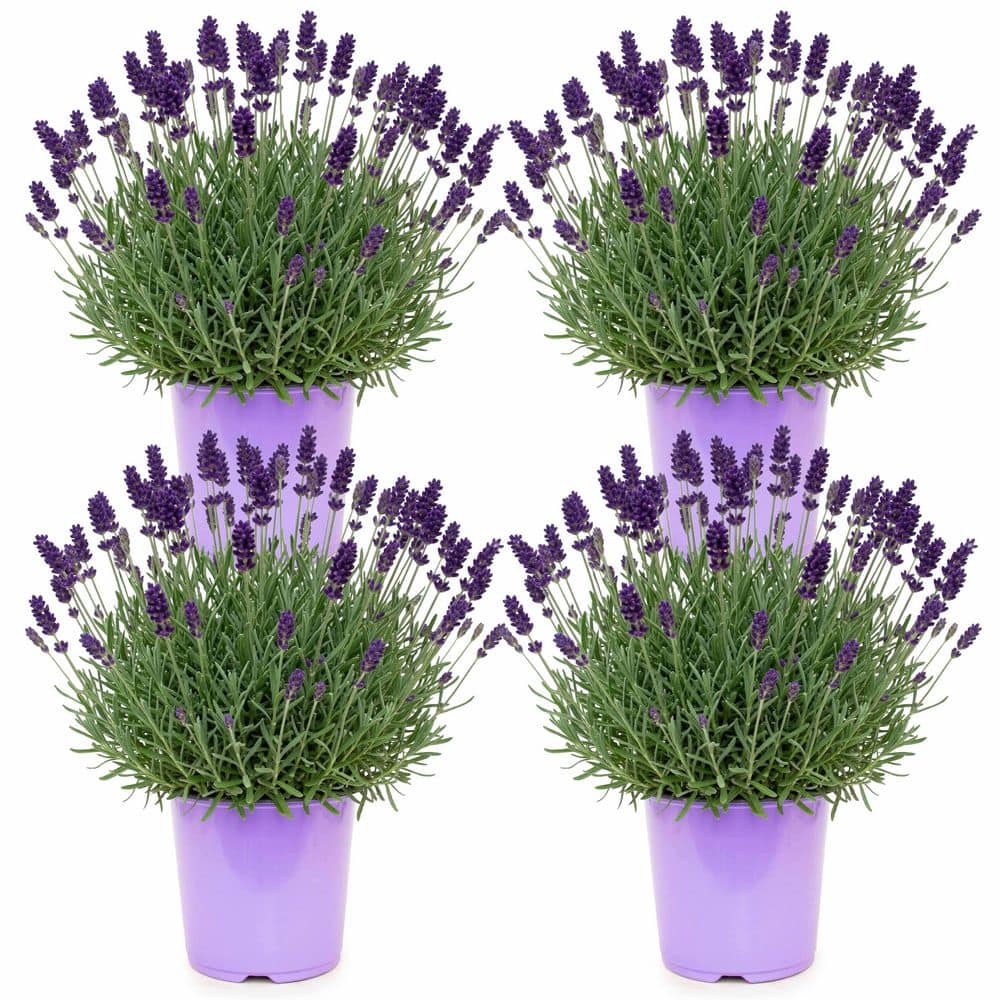 lavender-lavhidpp1-gzt4-