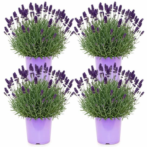 1 gal. Hidcote Lavender (4-Pack)