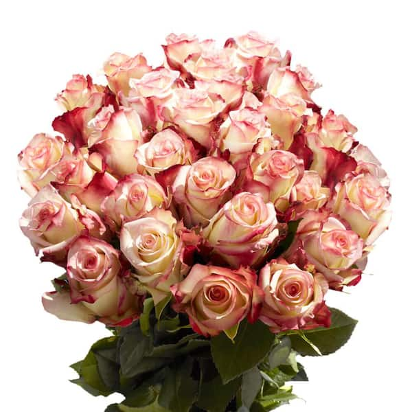 Roses 100 Stems of White Farm Direct Fresh Cut Flowers with Hand