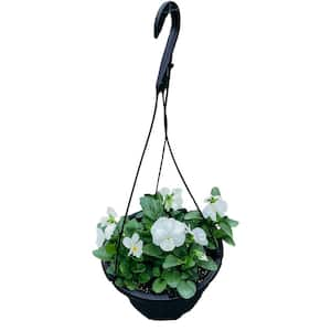 10 in. Pansy Hanging Basket Plant with White Flowers