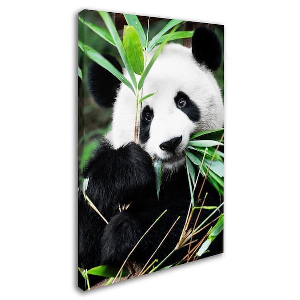 Cute Little Panda Munching On Bamboo Shoot - Cute Panda - Posters and Art  Prints