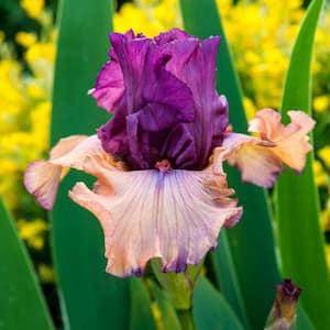 Orange and Purple Flowering Perennial Finishing School Bearded Iris Live Bareroot Plant