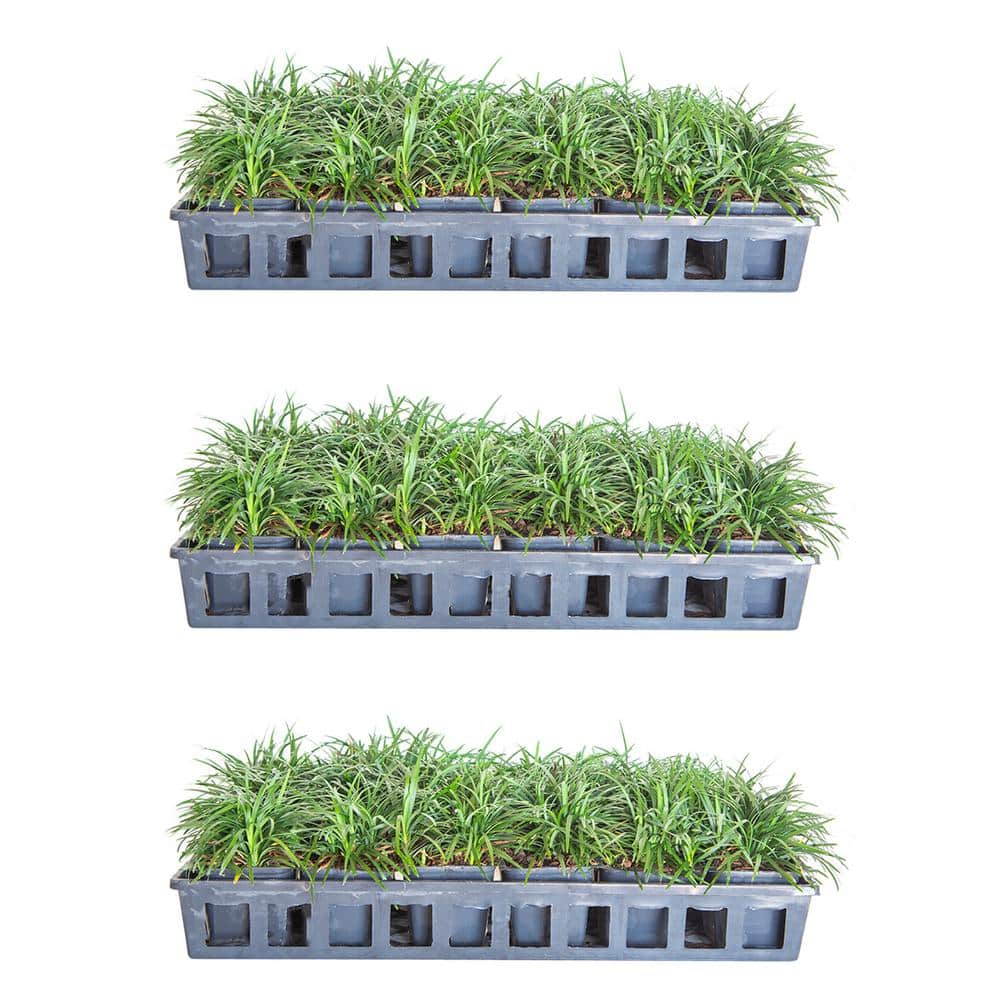 Buy Dwarf Mondo Grass Plants, FREE SHIPPING